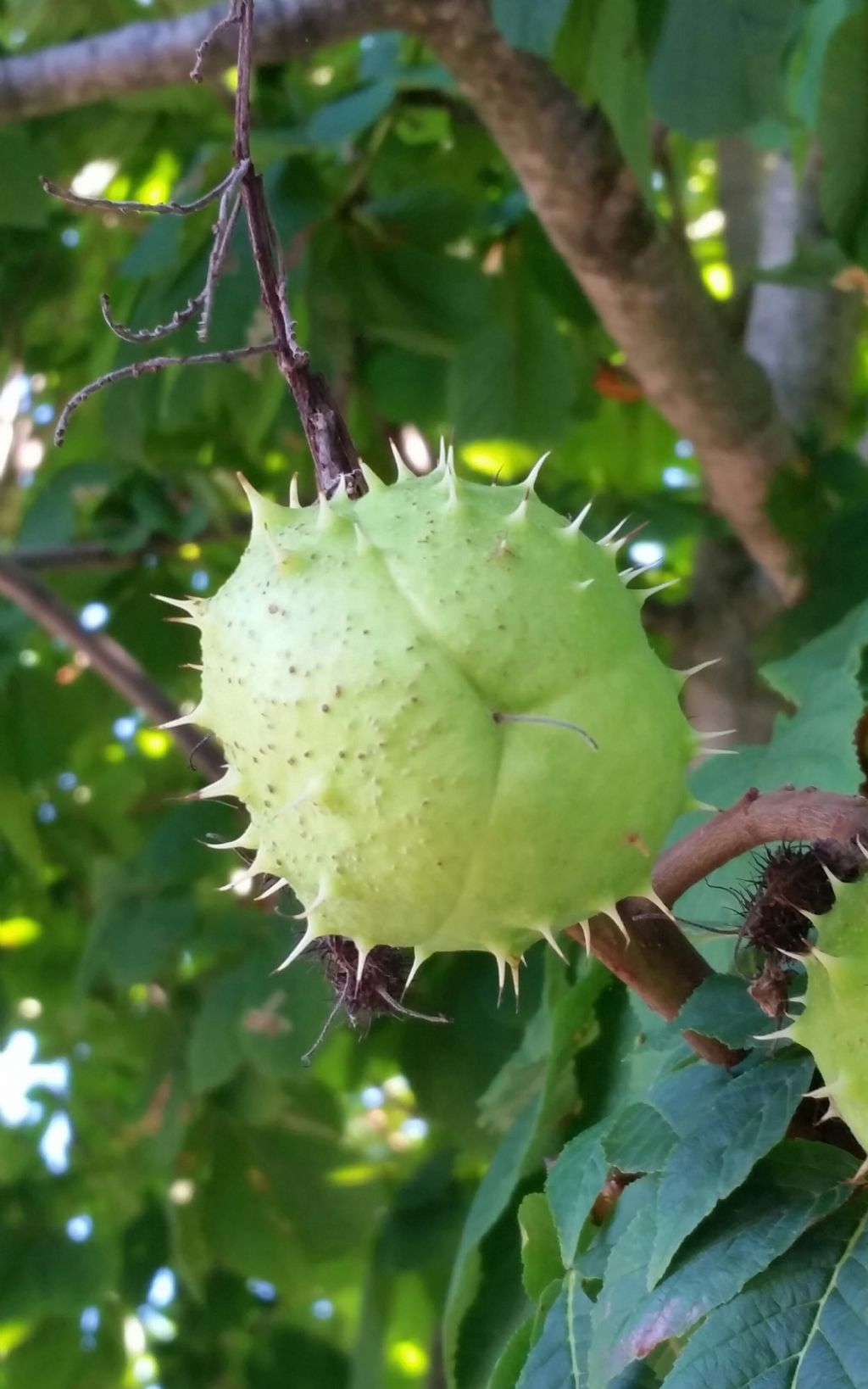 Ippocastano? Si, Aesculus hippocastanum